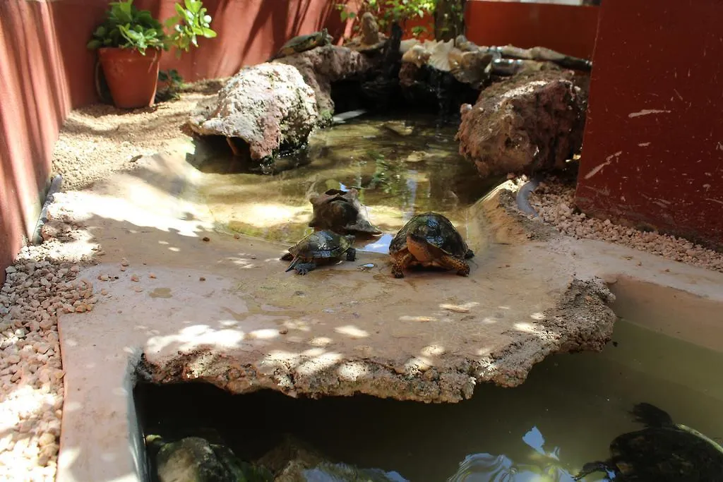 El Acuario Hotel بلايا ديل كارمن