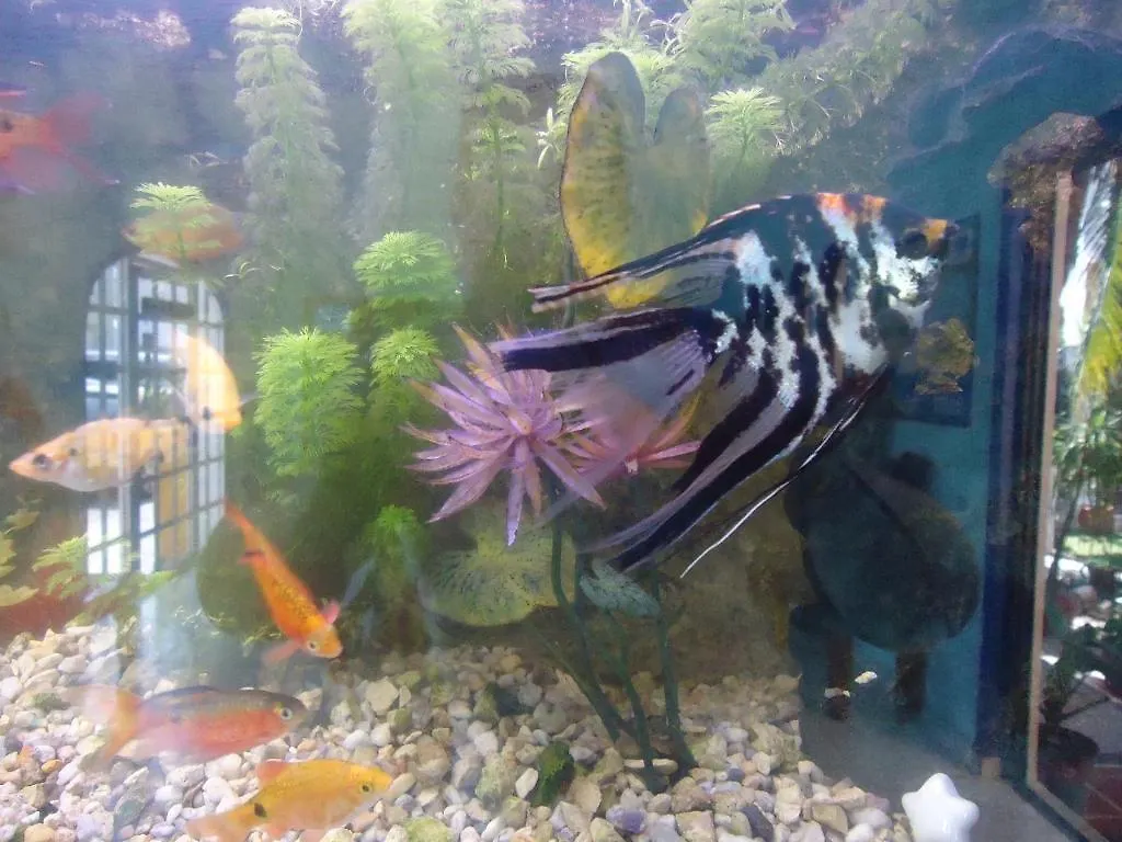 El Acuario Hotel بلايا ديل كارمن
